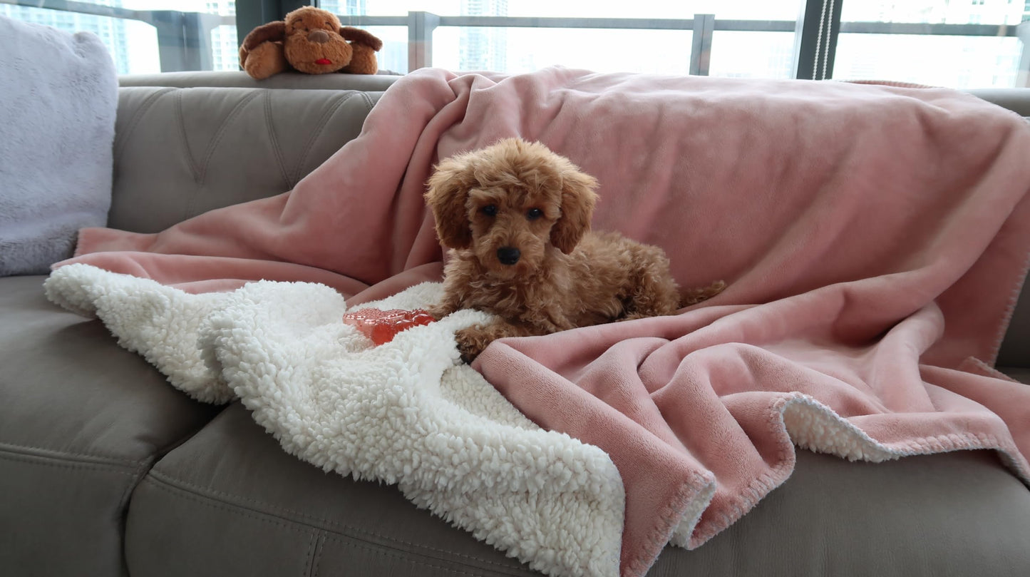 ShottuShop Waterproof Pets Blanket - 50"x60" inches, Medium Size Puppy Protector Throw Blanket for Dogs & Cats